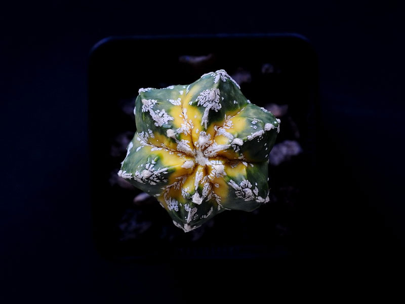 Astrophytum myriostigma cv Hakuun variegata